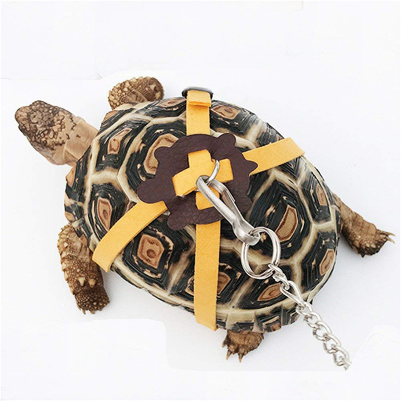 Schildpad Tractieriem Controle - Water Dish Reptile recensie en prijs
