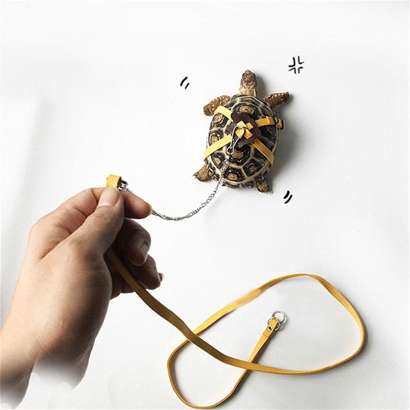 Schildpad Tractieriem Controle - Water Dish Reptile recensie en prijs
