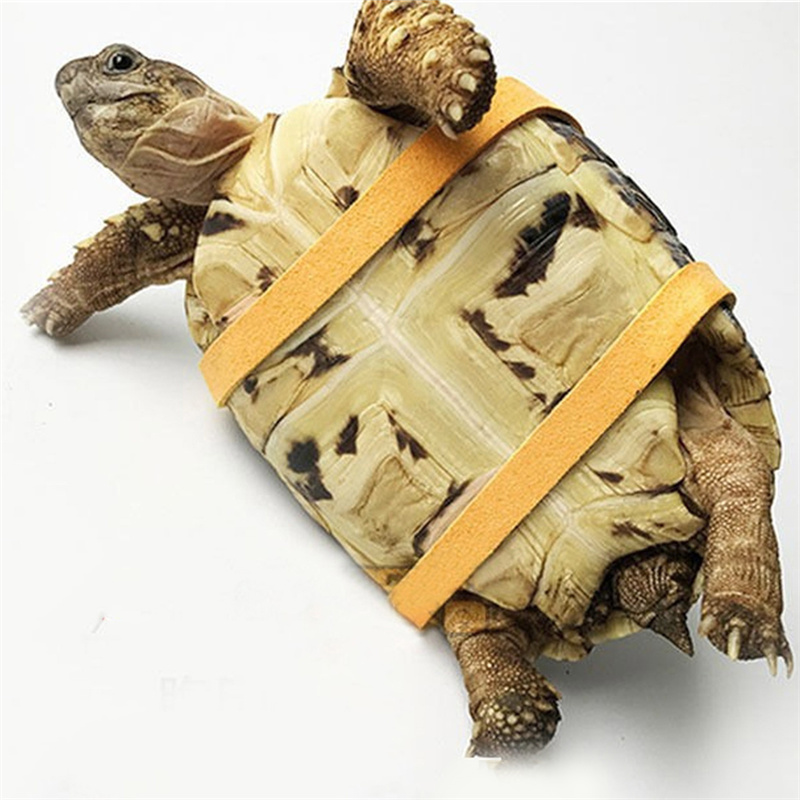 Schildpad Tractieriem Controle - Water Dish Reptile recensie en prijs
